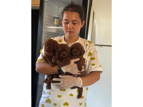 Kore toy poodle bebeklerimiz