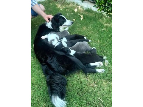 Yakışıklı border collie yavruları