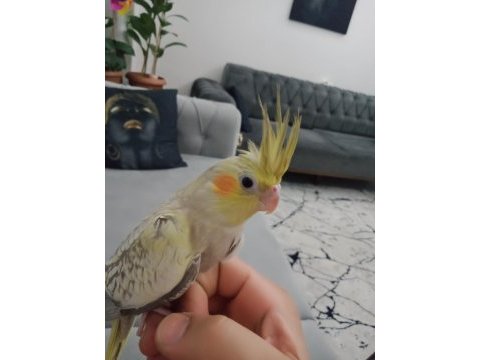 2 aylık sultan yavrularım yeni yuvalarını arıyor