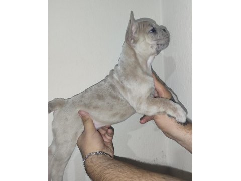 French bulldog yavrularımız