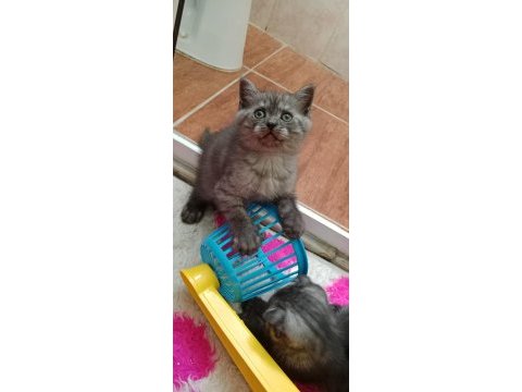 British shorthair kediler