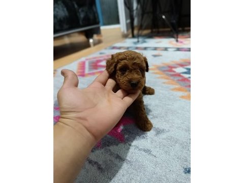 Toy bebekler poodle