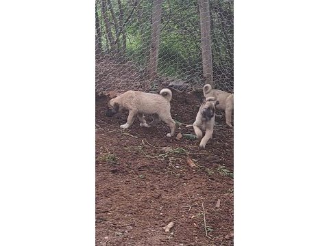 2 aylık kangallar orjinal