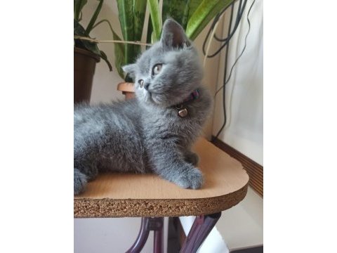Orjinal ayı surat yavrumuz scottish fold