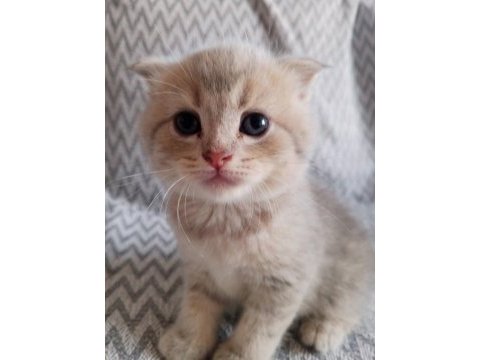 British shorthair scottish fold kedisi