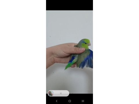 1 yaşında erkek forpus