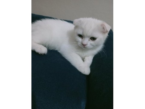 Top kafa ayı surat scottish fold yavrularımız