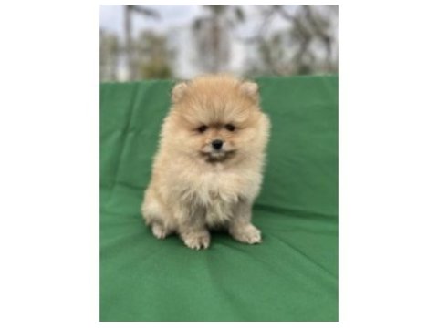 Pomeranian yavrularımız