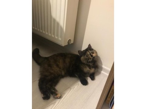 2 yaşında çipli british shorthair (ücretsiz)