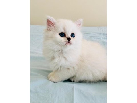 Yılbaşı çiçekleri british longhair