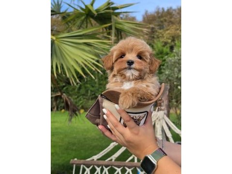 Akıllı ve tüy dökmeyen karakteriyle maltipoo yavrusu