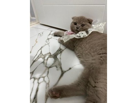 Acil sahiplendirme scottish fold