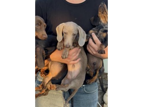 Aşıları bitmiş tuvalet eğitimli sosis dachshund yavrular
