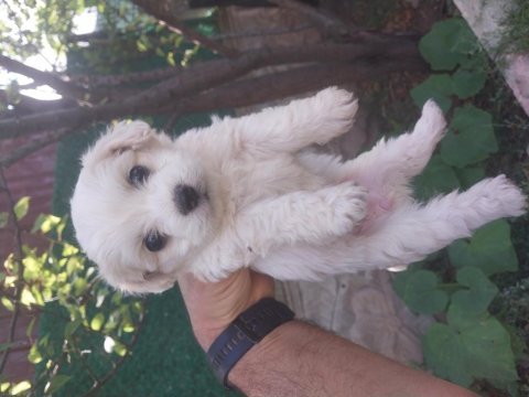 Orijinal maltese terrier yavrularımız