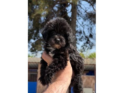Morkie çok sevimli yavrular 