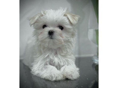 1.250 gram morkie
