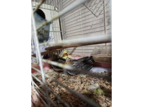 Yeni yeme düşecek sultan papağanı yavruları
