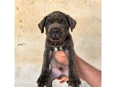 Dev cane corso italiano yavruları