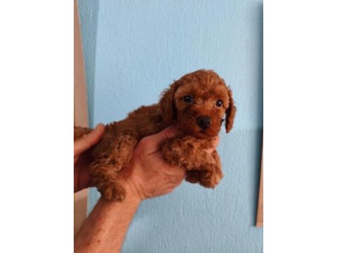 Toy poodle yavrular ırk sağlık garantili
