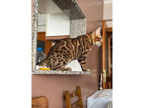 Bengal kedisi muhteşem güzellik