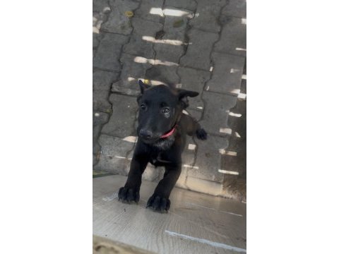 İran kan hattı dişi belçika malinois