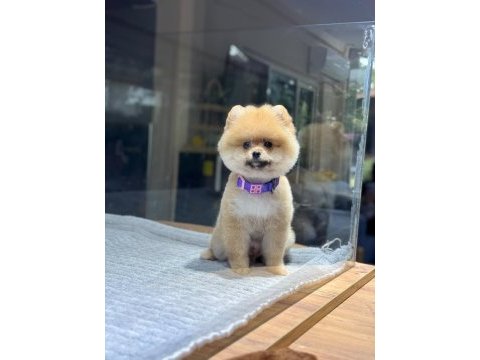 Sağlık ve ırk garantili pomeranian