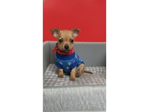 Şivava bebek köpekler