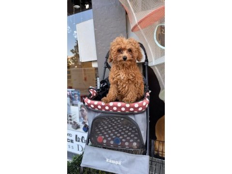 Bebek arabası ücretsiz toy poodle