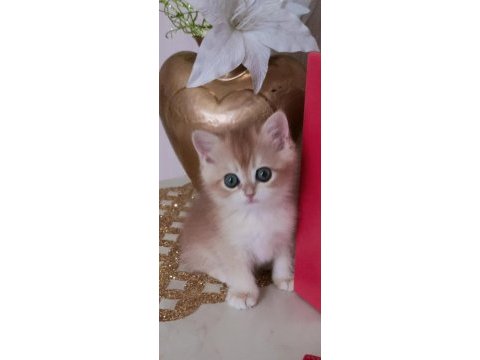 British shorthair kedisi