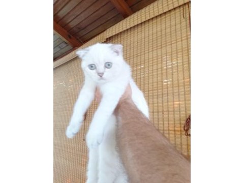 2 dişi 3 erkek 55 günlük yavru british shorthair bebekler