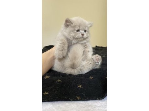 Safkan british longhair lilac solid son kızımız