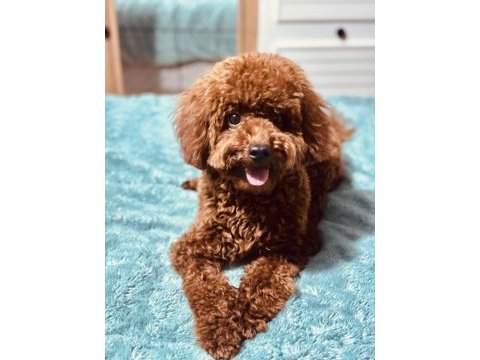 Toy poodle 8 aylık dişi