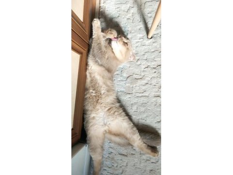 Tarçın scottish fold oğlum sahiplendirilecektir