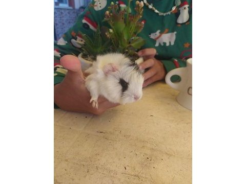 Erkek uzun tüy yavru guinea pig