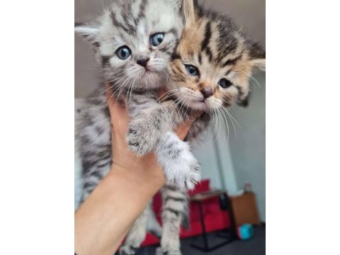 45 günlük silver british longhair