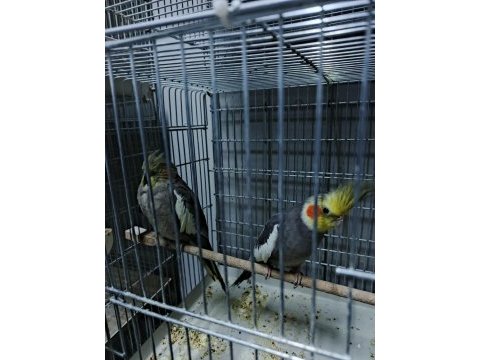 Sultan papağanı birinci sınıf