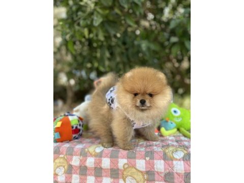 Fci şecereli pomeranian teddy