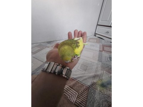 Satılık yeni yeme düşmüş muhabbet kuşu