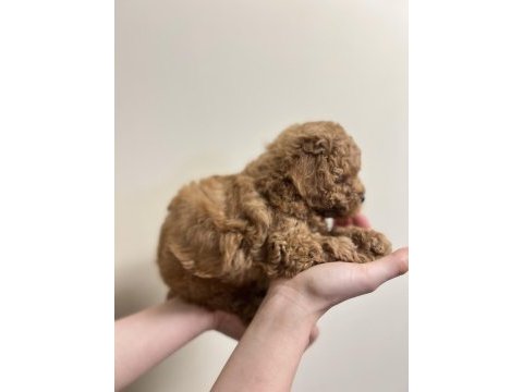 Red brown anne altında toy poodle