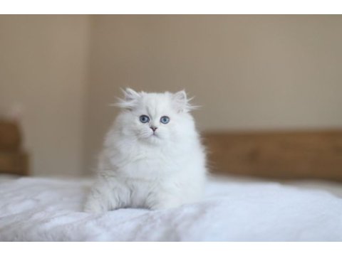British longhair full şecereli safkan dişi