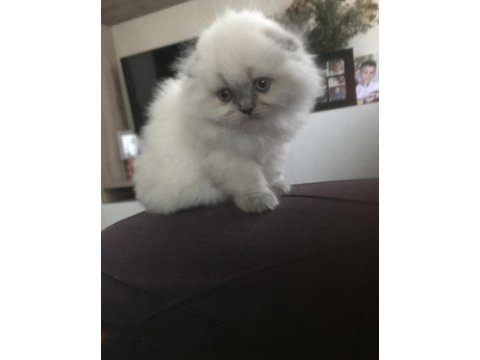 Scottish fold bebek