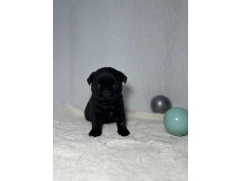Pug (mops) a kalite ırk garantili yavrular