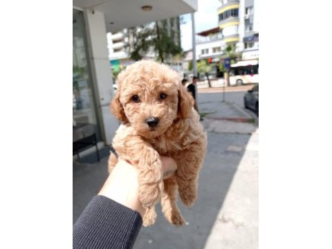 Erkek toy poodle