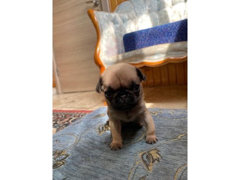 A kalite pug yavrularımız görülmeye değer