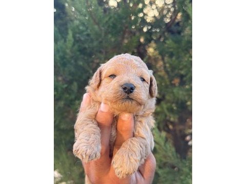 Maltipoo kucuk yakısıklılar