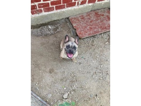 French bulldog fırsatını kaçırma
