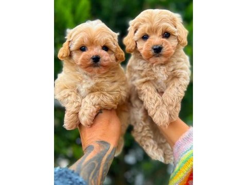 Kıvır kıvır maltipoo köpeği yavrularım