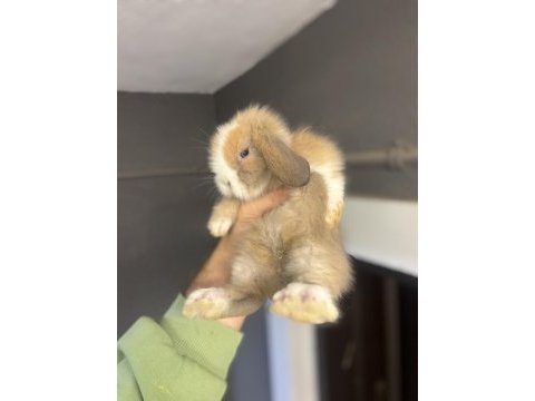 Safkan hollanda lop mini lop ve cüce tavşanlar