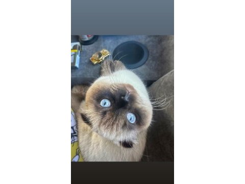 Sakin ve akıllı 1 yaşını tamamlamış blue point scottish fold