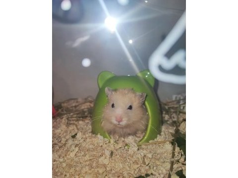 Hamster ücretsiz sahiplendirme